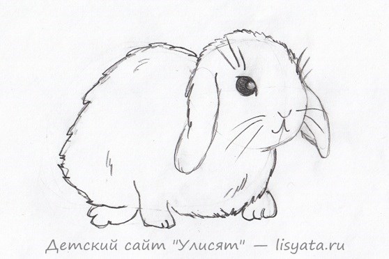 Как нарисовать кролика поэтапно